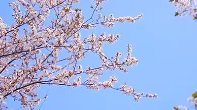 4k实拍唯美春日风光阳光下的盛开的樱花视频的预览图